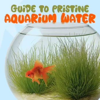 Clear Aquarium Water Routine: Fix Cloudiness Fast